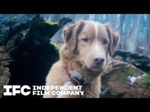 Tickets On Sale – Good Boy